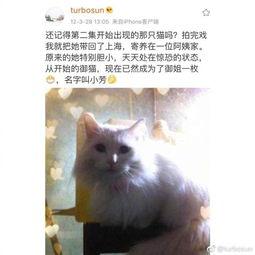 娱乐吃瓜君虐猫,道德底线何在？