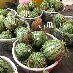 娱乐吃瓜酱火,揭秘娱乐圈幕后风云