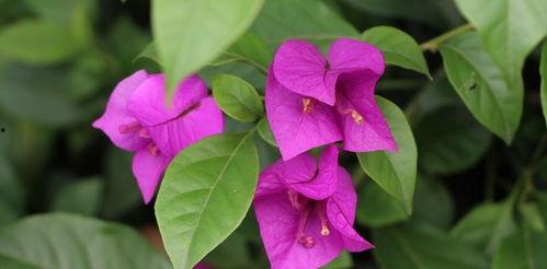 娱乐吃瓜酱三角梅,吃瓜酱视角下的娱乐圈三角关系揭秘