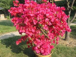 娱乐吃瓜酱三角梅,吃瓜酱视角下的娱乐圈三角关系揭秘